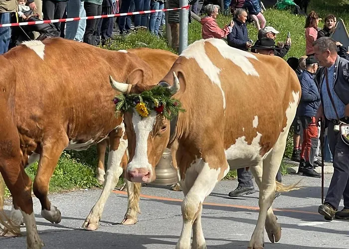 Apartment Griffon 06